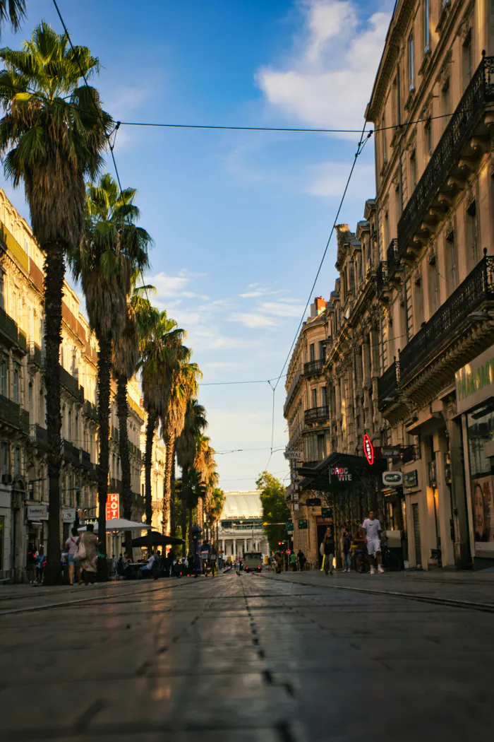 Rue du centre de Montpellier bordée de palmiers et d’immeubles anciens