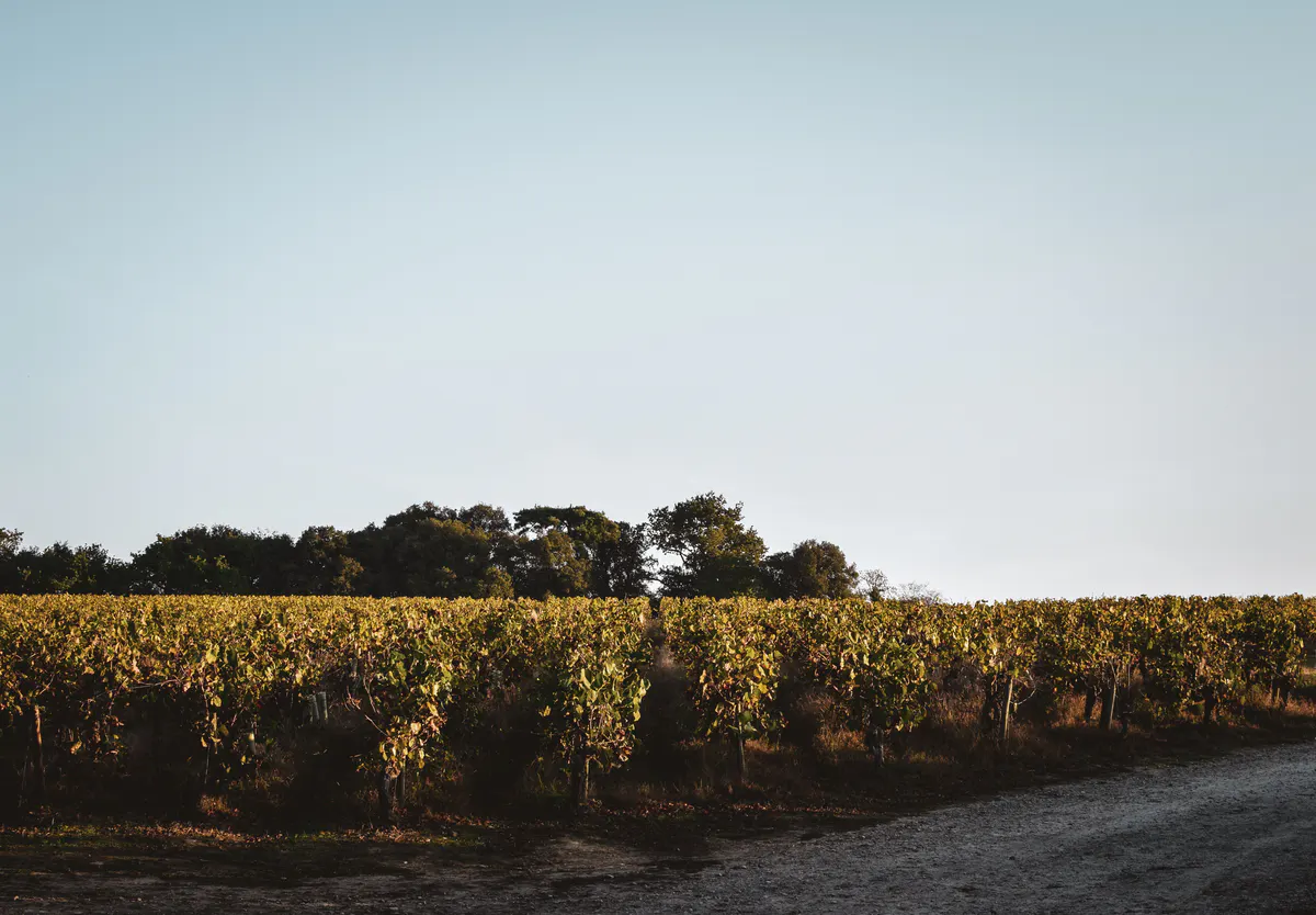 Vignoble baigné de soleil, cadre propice à un séminaire d’entreprise au vert